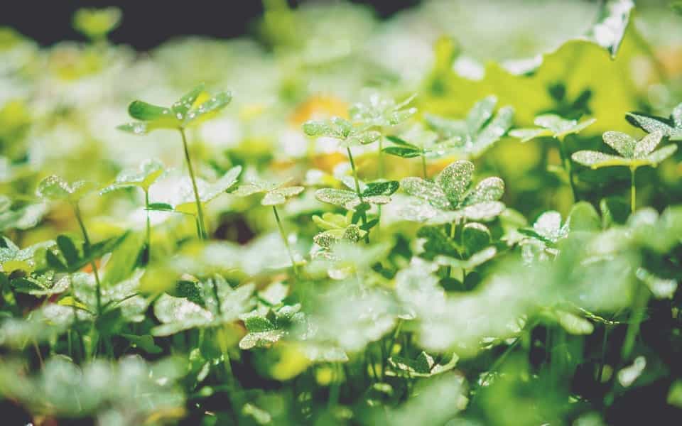 Close up Image of Small Plants